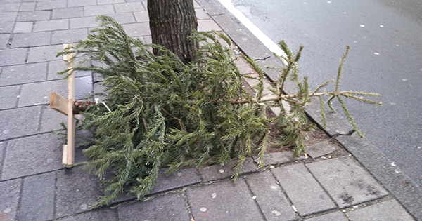 Abandoned Christmas Tree 1