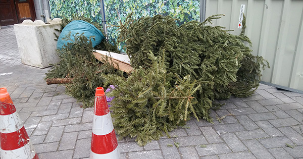 Abandoned Christmas Tree 3